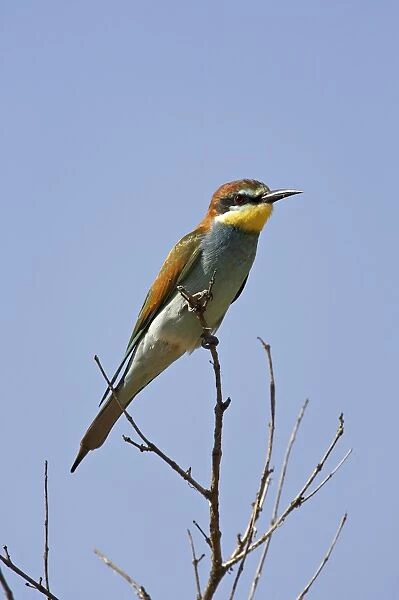 European bee-eater or golden-backed bee-eater (Merops apiaster)