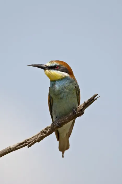 Framed Print : European bee-eater (golden-backed bee-eater) (Merops apiaster), Masai Mara National Reserve Framed Print : European bee-eater (golden-backed bee-eater) (Merops apiaster), Masai Mara National Reserve