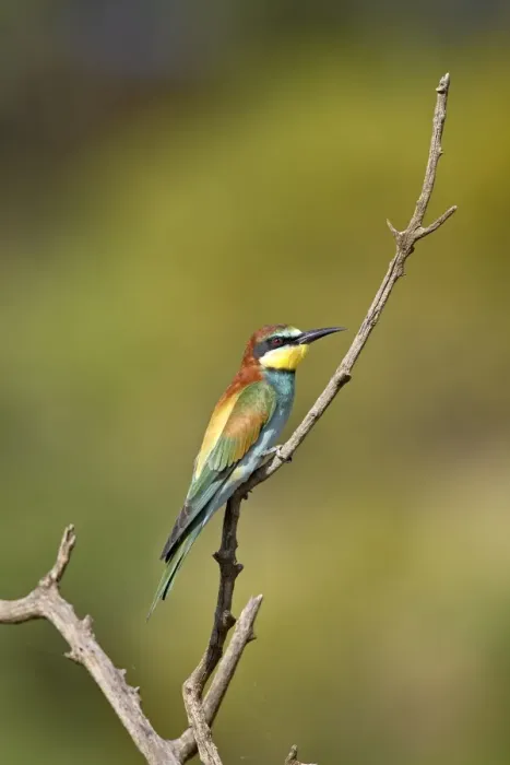 Framed Print : European bee-eater (golden-backed bee-eater) (Merops apiaster), Pilanesberg National Park Framed Print : European bee-eater (golden-backed bee-eater) (Merops apiaster), Pilanesberg National Park