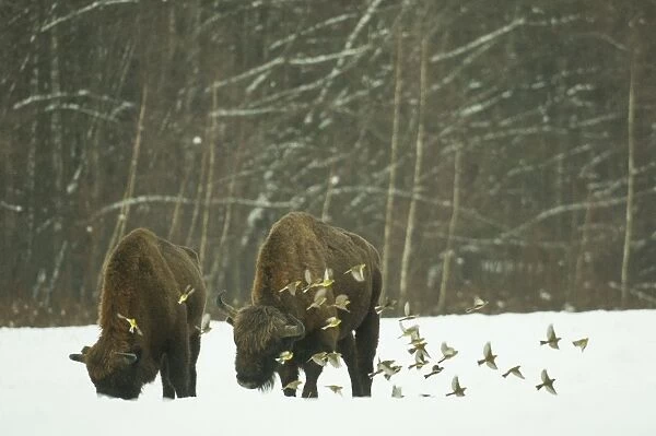 European bison (Bison bonasus) bull, standing in snow covered meadow in February