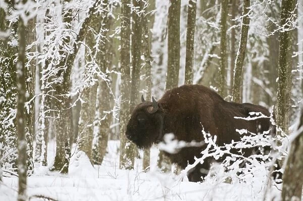 European bison (Bison bonasus) bull with radio tracking collar, standing in snow