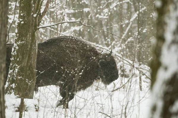 European bison (Bison bonasus) bull walking in snow covered forest habitat in February