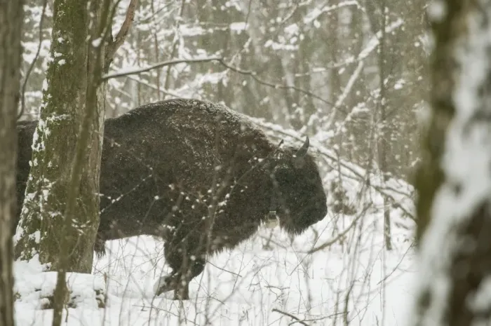 Framed Print : European bison (Bison bonasus) bull walking in snow covered forest habitat in February Framed Print : European bison (Bison bonasus) bull walking in snow covered forest habitat in February