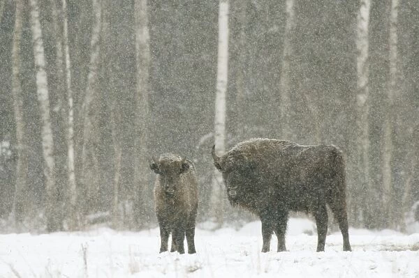 European bison (Bison bonasus) female with calf, standing on snow covered field in February