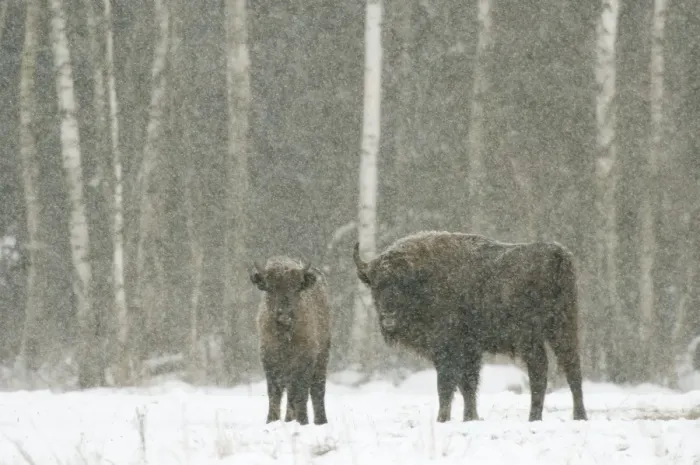 Framed Print : European bison (Bison bonasus) female with calf, standing on snow covered field in February Framed Print : European bison (Bison bonasus) female with calf, standing on snow covered field in February