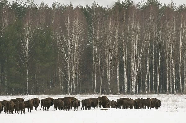 European bison (Bison bonasus) herd walking on snow covered field in February, Bialowieza