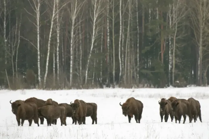 Framed Print : European bison (Bison bonasus) herd walking on snow covered field in February, Bialowieza Framed Print : European bison (Bison bonasus) herd walking on snow covered field in February, Bialowieza