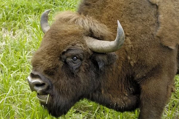 European bison at Ligatne Nature Trail