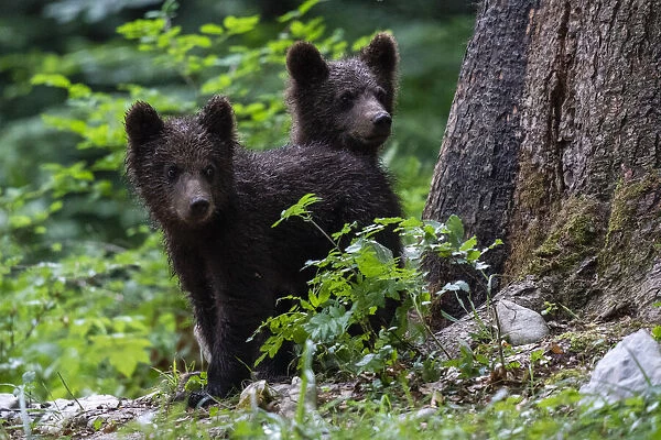 European brown bear cubs (Ursus arctos), Notranjska forest, Slovenia, Europe