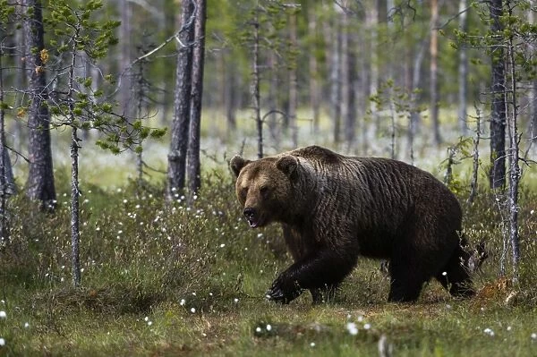 European brown bear (Ursus arctos) walking in the forest, Kuhmo, Finland, Europe