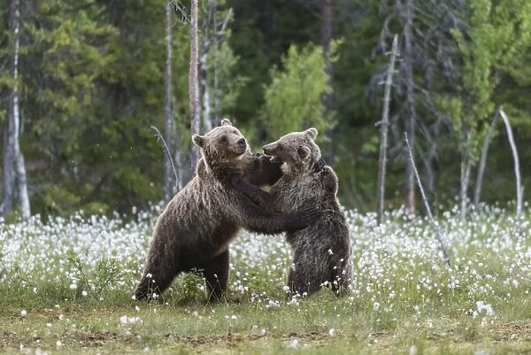 European Brown Bear (Ursus arctos arctos) sub-adults, play fighting on swamp, Suomussalmi