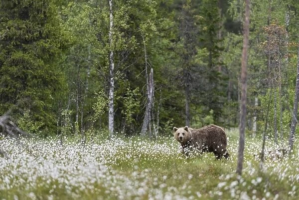 European Brown Bear (Ursus arctos arctos) adult, standing on cotton grass filled taiga swamp