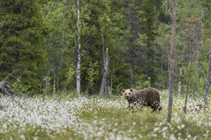 Framed Print : European Brown Bear (Ursus arctos arctos) adult, standing on cotton grass filled taiga swamp Framed Print : European Brown Bear (Ursus arctos arctos) adult, standing on cotton grass filled taiga swamp