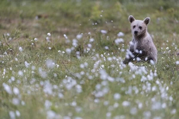 European Brown Bear (Ursus arctos arctos) cub, sitting on cotton grass filled taiga swamp