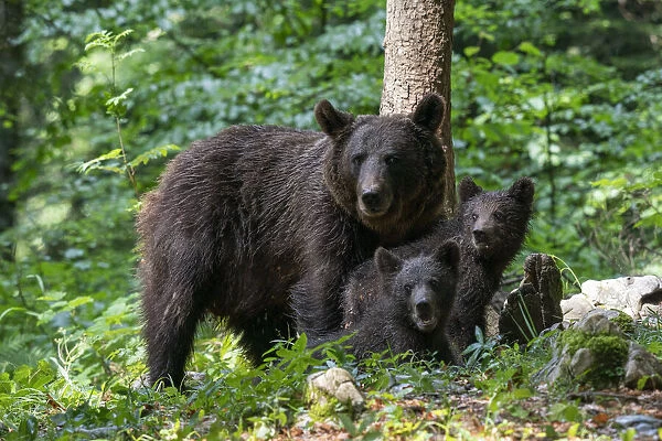 European brown bear (Ursus arctos) and cubs, Notranjska forest, Slovenia, Europe