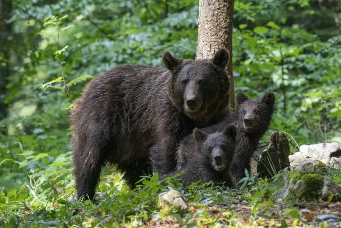 Framed Print : European brown bear (Ursus arctos) and cubs, Notranjska forest, Slovenia, Europe Framed Print : European brown bear (Ursus arctos) and cubs, Notranjska forest, Slovenia, Europe
