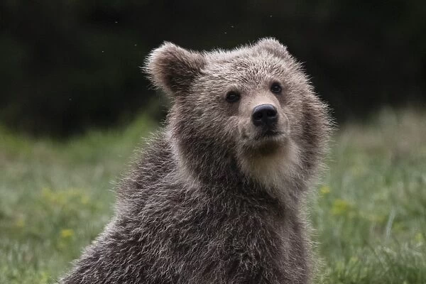 European brown bear (Ursus arctos), Slovenia, Europe