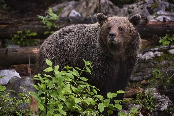European brown bear (Ursus arctos), Slovenia, Europe