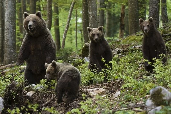 European brown bears (Ursus arctos) and cubs, Slovenia, Europe