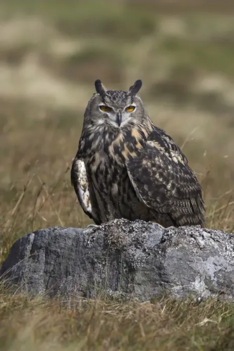 Framed Print : European eagle owl (Bubo bubo), on moorland, captive, United Kingdom, Europe Framed Print : European eagle owl (Bubo bubo), on moorland, captive, United Kingdom, Europe