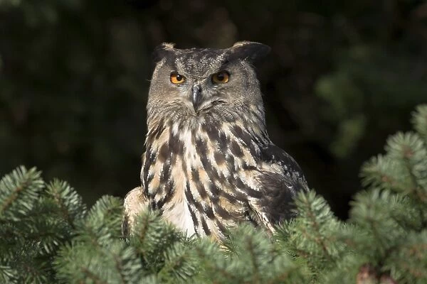 European eagle owl, Bubo bubo, female, captive, World Owl Trust, Muncaster Castle