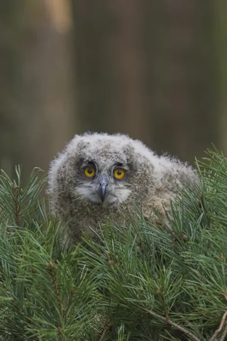 Framed Print : European eagle owl chick, Bubo bubo, five weeks old, captive, United Kingdom, Europe Framed Print : European eagle owl chick, Bubo bubo, five weeks old, captive, United Kingdom, Europe