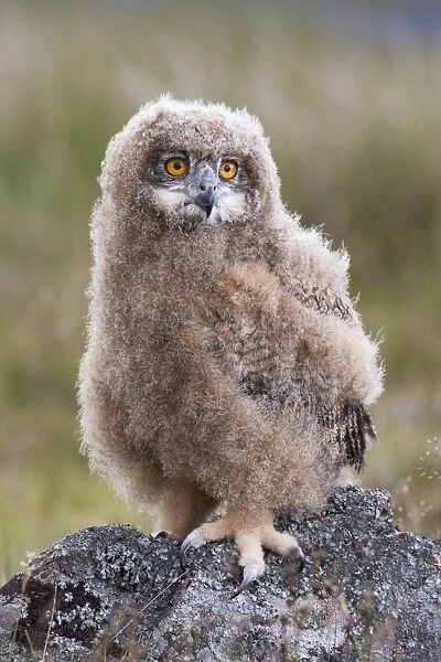 European eagle owl chick (Bubo bubo), captive, United Kingdom, Europe