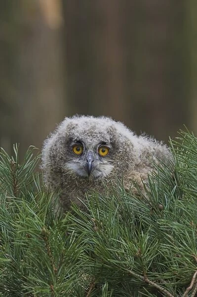 European eagle owl chick, Bubo bubo, five weeks old, captive, United Kingdom, Europe