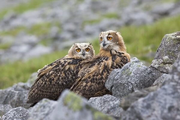 European eagle owl chicks (Bubo bubo), captive, United Kingdom, Europe
