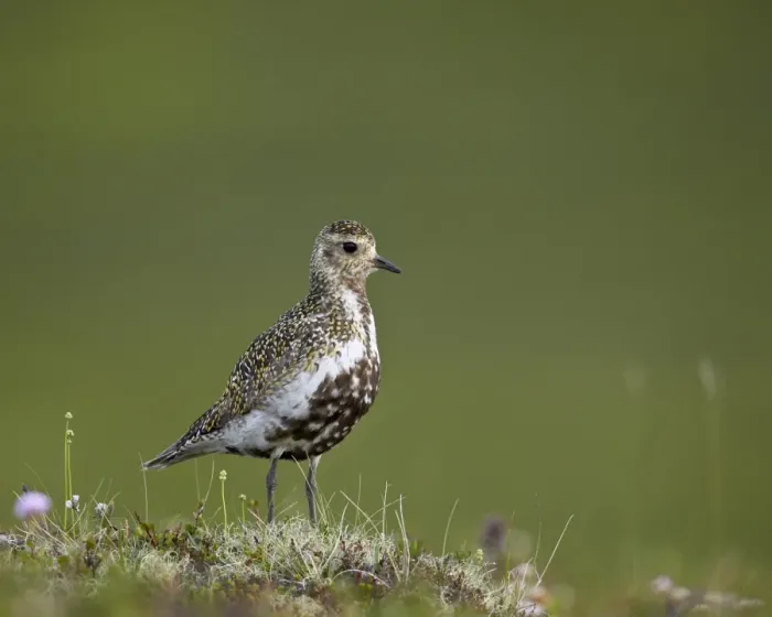 Framed Print : European Golden Plover (Pluvialis apricaria), Lake Myvatn, Iceland, Polar Regions Framed Print : European Golden Plover (Pluvialis apricaria), Lake Myvatn, Iceland, Polar Regions