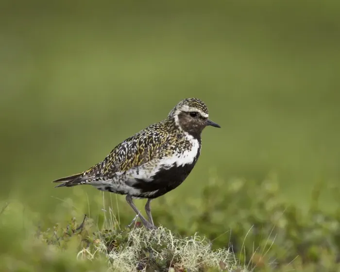 Framed Print : European golden plover (Pluvialis apricaria), Lake Myvatn, Iceland, Polar Regions Framed Print : European golden plover (Pluvialis apricaria), Lake Myvatn, Iceland, Polar Regions