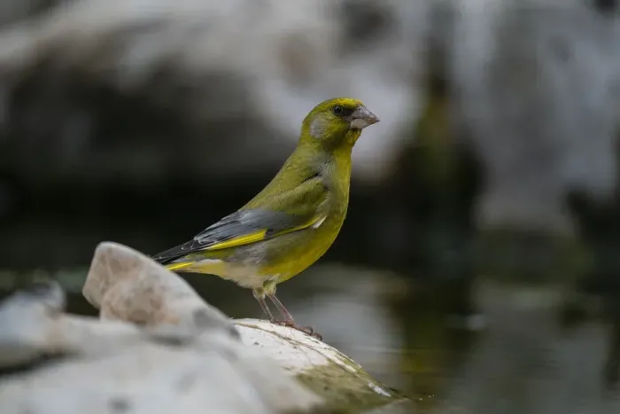 Framed Print : European greenfinch (Chloris chloris), Notranjska Regional Park, Slovenia, Europe Framed Print : European greenfinch (Chloris chloris), Notranjska Regional Park, Slovenia, Europe