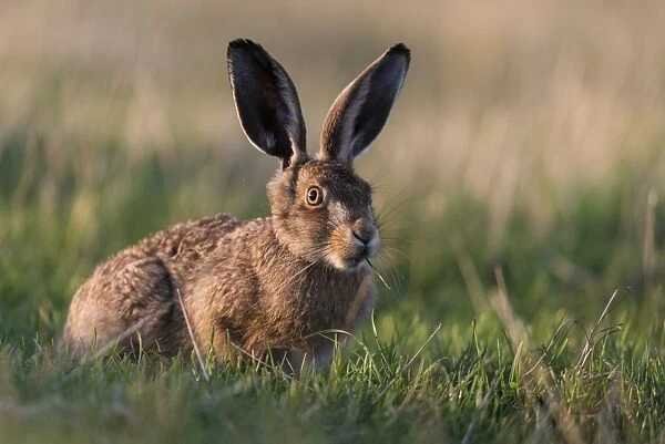 European hare (Lepus europaeus) leveret, Elmley Marshes National Nature Reserve, North Kent Marshes