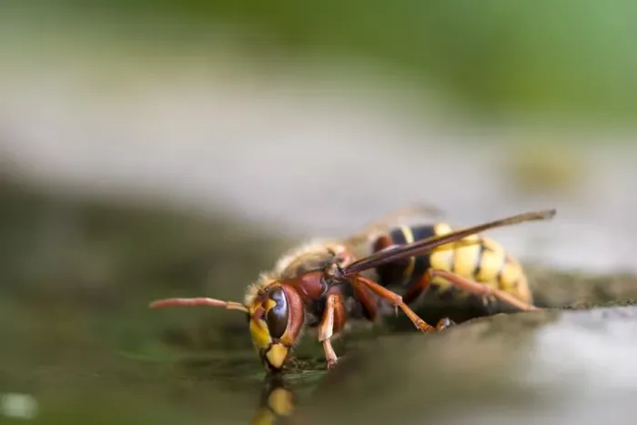 Framed Print : European Hornet Framed Print : European Hornet