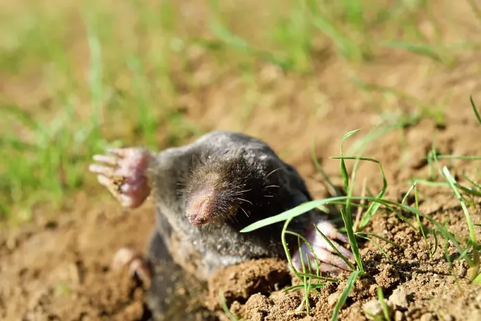 Framed Print : European mole (Talpa europaea), Centre-Val-de-Loire region, France, Europe Framed Print : European mole (Talpa europaea), Centre-Val-de-Loire region, France, Europe