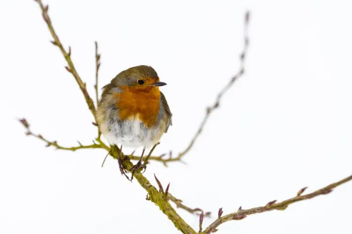 Framed Print : European robin (Erithacus rubecula), in winter, Kent, England, United Kingdom, Europe Framed Print : European robin (Erithacus rubecula), in winter, Kent, England, United Kingdom, Europe