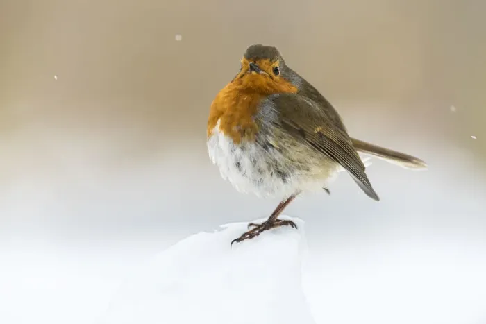 Framed Print : European robin (Erithacus rubecula), in winter, Kent, England, United Kingdom, Europe Framed Print : European robin (Erithacus rubecula), in winter, Kent, England, United Kingdom, Europe
