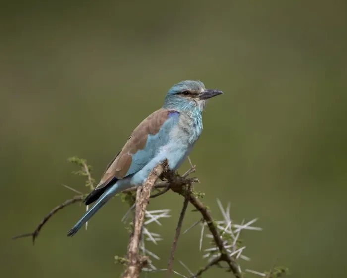 Framed Print : European roller (Coracias garrulus), Serengeti National Park, Tanzania, East Africa, Africa Framed Print : European roller (Coracias garrulus), Serengeti National Park, Tanzania, East Africa, Africa