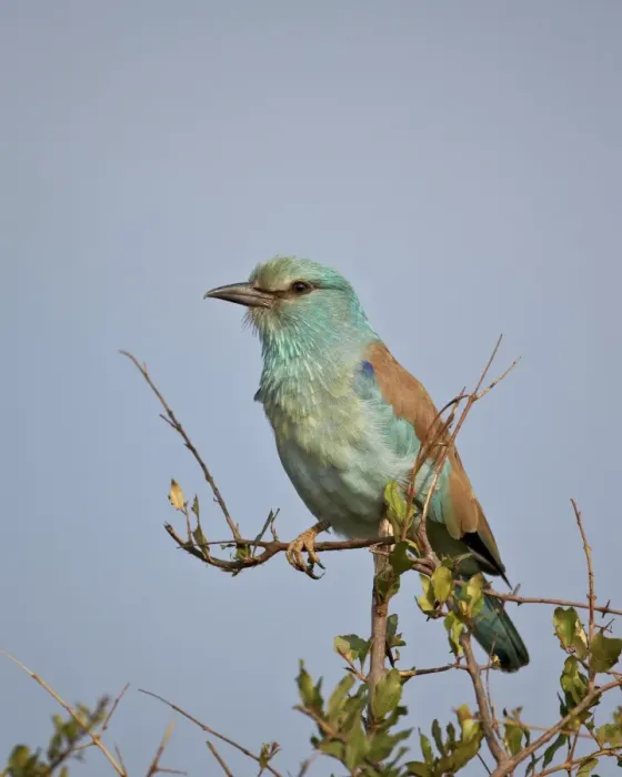 Framed Print : European roller (Coracias garrulus), Kruger National Park, South Africa, Africa Framed Print : European roller (Coracias garrulus), Kruger National Park, South Africa, Africa