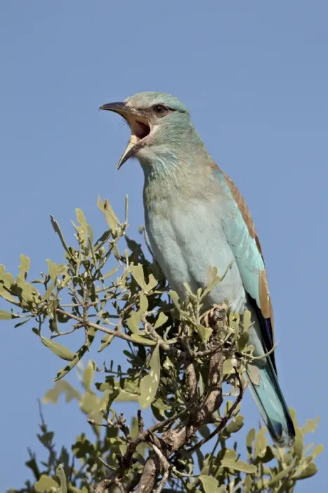 Framed Print : European roller (Coracias garrulus) calling, Kruger National Park, South Africa, Africa Framed Print : European roller (Coracias garrulus) calling, Kruger National Park, South Africa, Africa