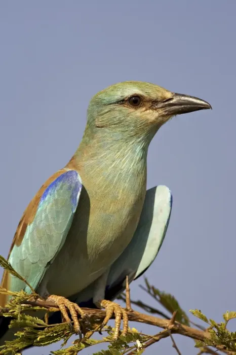 Framed Print : European roller (Coracias garrulus) perched Framed Print : European roller (Coracias garrulus) perched