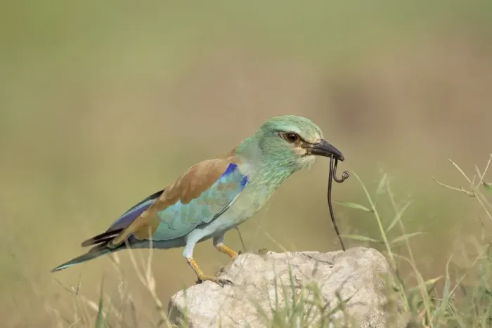 Framed Print : European roller (Coracias garrulus) with a worm, Serengeti National Park Framed Print : European roller (Coracias garrulus) with a worm, Serengeti National Park
