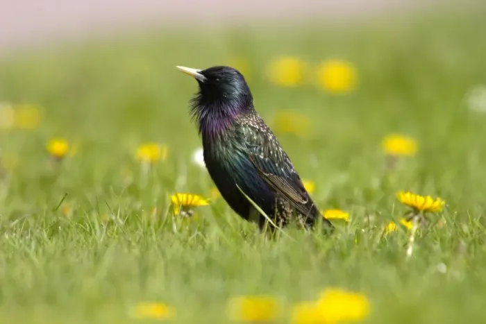 Framed Print : European Starling Framed Print : European Starling