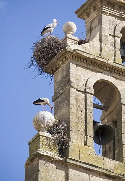 Two European white storks (Ciconia ciconia) and their nests on a convent bell tower, against a blue sky, Santo Domingo, La Rioja, Spain, Europe