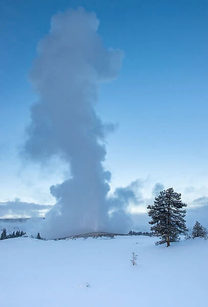 Evening eruption of Old Faithful geyser with tree and snow, Yellowstone National Park