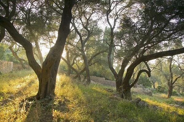 Evening light shining through olive trees