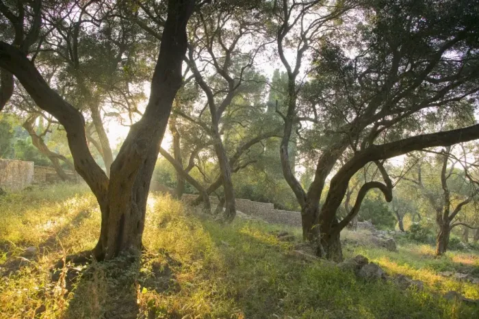 Framed Print : Evening light shining through olive trees