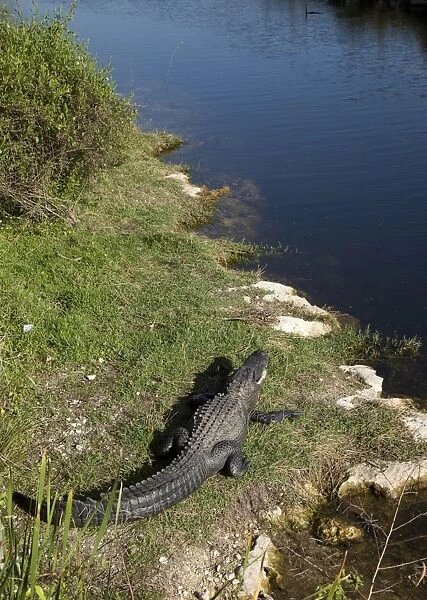 Everglades National Park, Florida, United States of America, North America