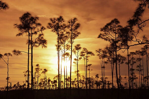 Everglades National Park, UNESCO World Heritage Site, Florida, United States of America, North America