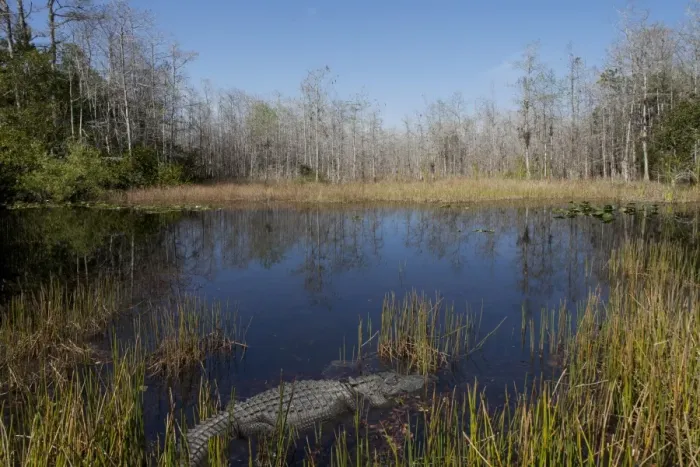 Framed Print : Everglades National Park, UNESCO World Heritage Site, Florida, United States of America, North America Framed Print : Everglades National Park, UNESCO World Heritage Site, Florida, United States of America, North America